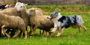 pastushi-sobaky-partnery-z-tysiacholitnoiu-istoriieiu-ta-neimovirnym-intelektom-d2cc