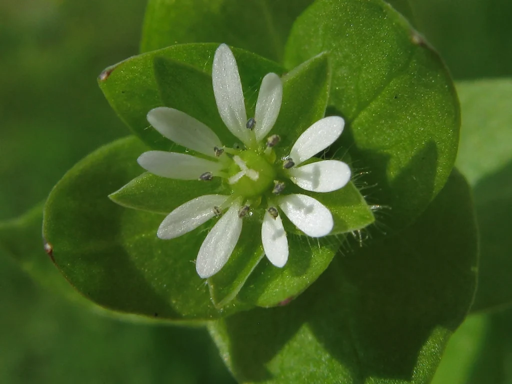 botanichnyi-portret-iak-upevneno-vpiznaty-mokrets-6cd7