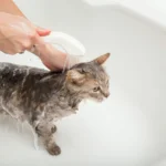 Чем помыть кота, если нет шампуня: безопасные домашние способы
