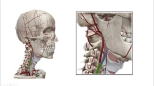 de-znakhodytsia-sonna-arteriia-u-liudyny-povnyi-anatomichnyi-ohliad-de24