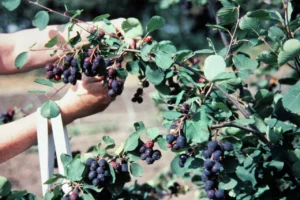 irha-koryst-povnyi-ohliad-vlastyvostei-solodkoi-iahody-dlia-zdorovia-ta-sadu-d15e
