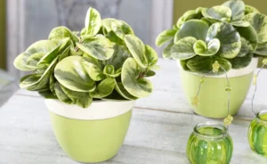 peperomiia-tupolysta-povnyi-hid-z-dohliadu-ta-rozmnozhennia-1ef6