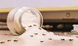 soda-proty-murakh-naturalni-sposoby-efektyvnoi-borotby-z-komakhamy-623f