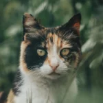 Трёхцветная кошка: генетическая мозаика, культурный талисман и как ухаживать за трёхцветной красавицей