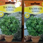 Базилік вирощування: повний гайд від насіння до врожаю