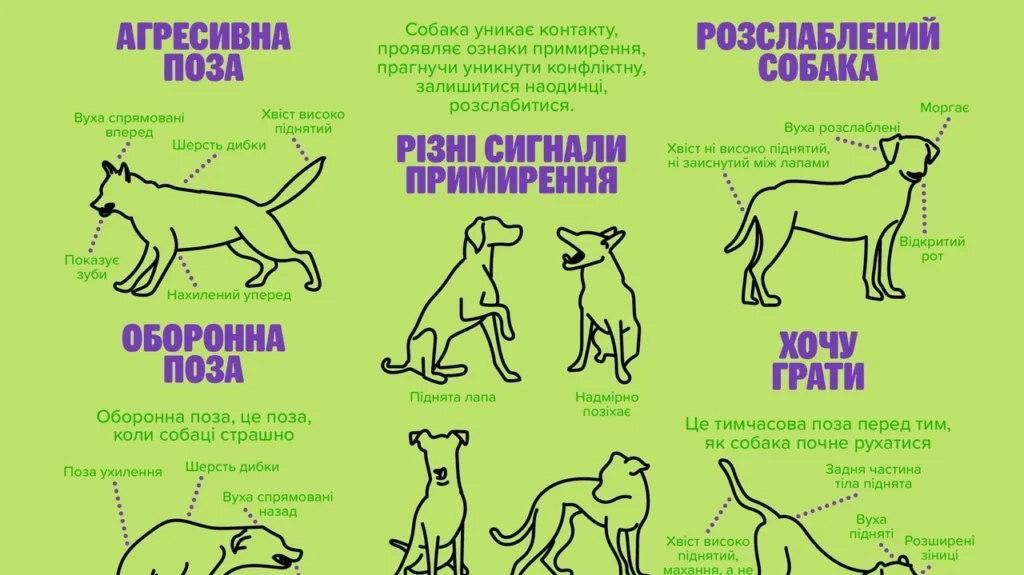 chomu-sobaka-kusaie-hospodaria-povnyi-rozbir-prychyn-syhnaliv-i-shliakhiv-vyprav-8da6
