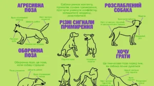 chomu-sobaka-kusaie-hospodaria-povnyi-rozbir-prychyn-syhnaliv-i-shliakhiv-vyprav-8da6