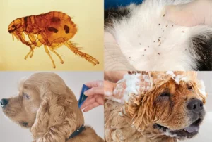 chy-kusaiut-blokhy-liudei-ukusy-symptomy-ta-zakhyst-1ec9