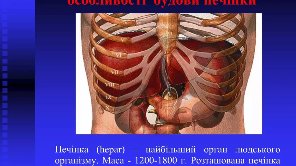 pechinka-z-iakoi-storony-povnyi-anatomichnyi-hid-7adb