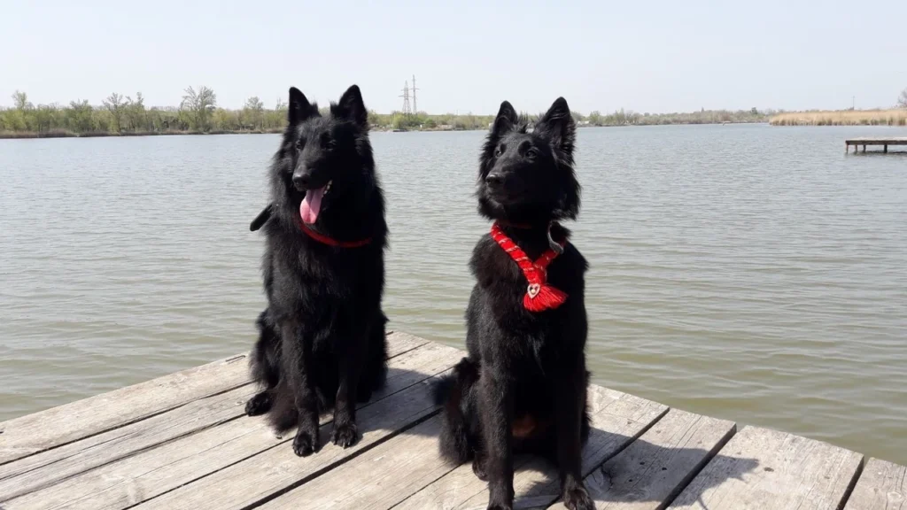 skhidnoievropeiska-vivcharka-chorna-povnyi-opys-porody-909d