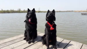 skhidnoievropeiska-vivcharka-chorna-povnyi-opys-porody-909d