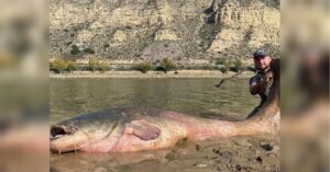Венето виділяє 100 тисяч євро на вилов сома в озері Гарда